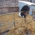 Bear attacks pigs