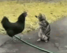 http://www.gifbin.com/bin/042009/1240479616_cock_vs_pussy.gif