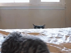 Cat vs. cat