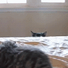 Cat vs. cat