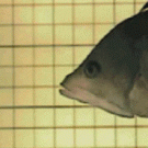 Big fish eats smaller fish