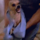 Growling Chihuahua