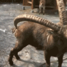 Ibex scratching