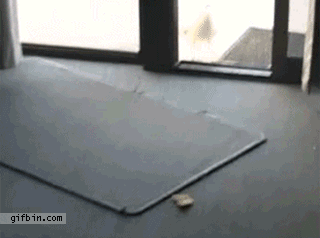 1303234933_seagull-gets-trapped-inside.gif