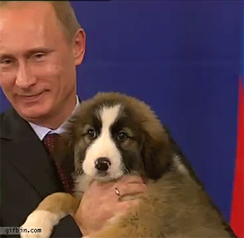 putin puppy putin and a puppy best gifs updated daily putin puppy putin and a puppy best gifs updated daily