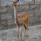 Gazelle swallowing food