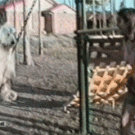 Dog in a swing