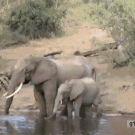 Elephant vs. croc