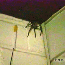 Australian spider attacks cigarette