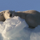Polar bears