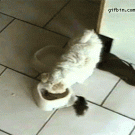 Puppy scared of duckling