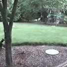 Cat vs. ninja rabbit