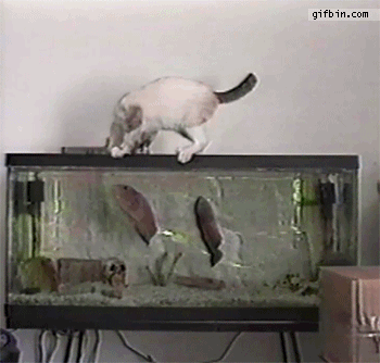 1334256146_cat_gets_bit_by_fish.gif