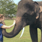 Elephant waves goodbye