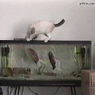Cat gets bit by fish