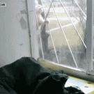 Spider cat comes home
