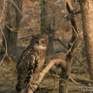 Owl headbutted by bird