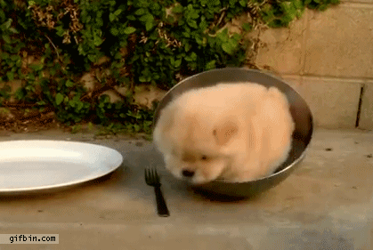 1366219721_puppy_cant_get_out_of_bowl.gi