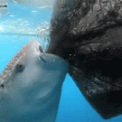 Whale shark sucks fish out of hole in fishing net