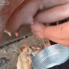 Cat drinks milk straight from the cow