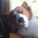 Corgi wake-up reaction