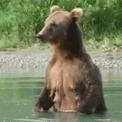 Bear catches salmon