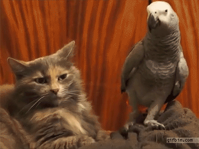 1397491399_parrot_annoys_a_cat.gif