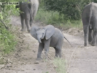 1397665669_baby_elephant_charges_and_the