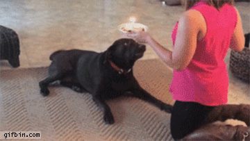 dog don't want your cake
