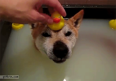 http://www.gifbin.com/bin/042014/1398016638_dog_is_happy_with_rubber_duck_on_his_head.gif
