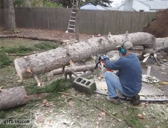 Tree stands again after being cut by chainsaw