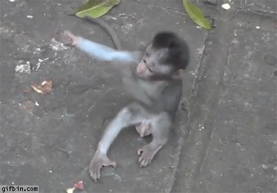 Baby Monkey Hug | Best Funny Gifs Updated Daily