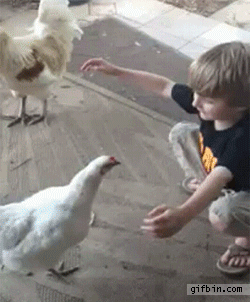 kid hugs chicken best funny gifs updated daily kid hugs chicken best funny gifs updated daily