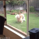 Dog gets embarrassed after being caught