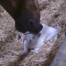 Horse linking kitten's head