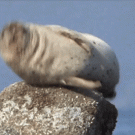 Seal sneeze