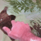 Feeding and playing with platypus