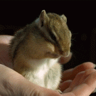 Chipmunk massaging head