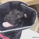 Dog disapproval face