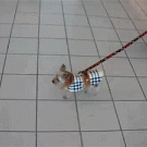 Tiny yorkie pulls big carry on suitcase