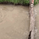 Crossing  fail