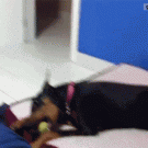 Dobermann scared of amall toy dog