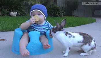 1429551735_rabbit_steals_cookie_from_baby.gif
