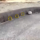 Sonic the hedgehog in real life