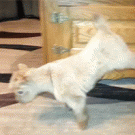 Baby goat walks on front legs