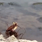 Goose walks around with arrow stuck in its neck