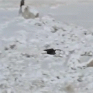 Eagle steals food from wolf