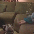 Dog wants to play fetch with Elsa doll