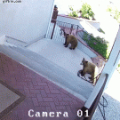 French bulldog chases away bears