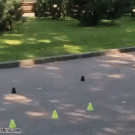 Girl rollerblades backwards on one wheel